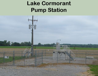 lake cormorant.